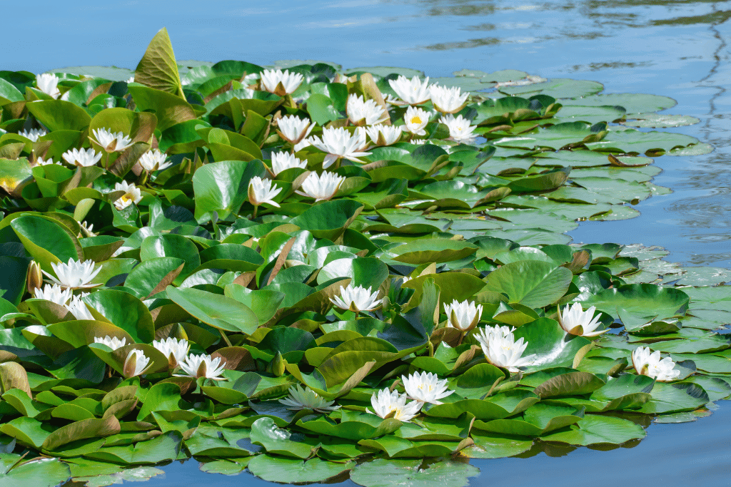 Lily Pad Cutting