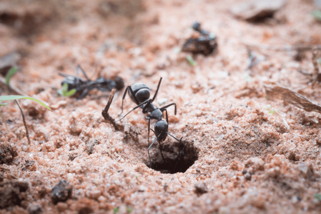 Neem Oil Kill Ants in Soil