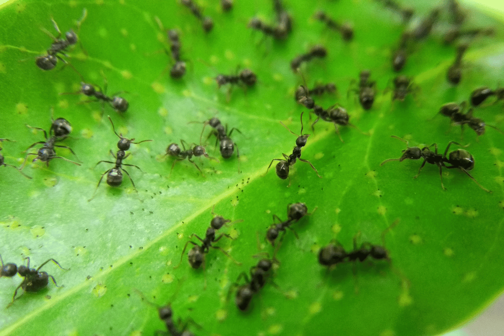 Neem Oil Kill Ants in the Garden