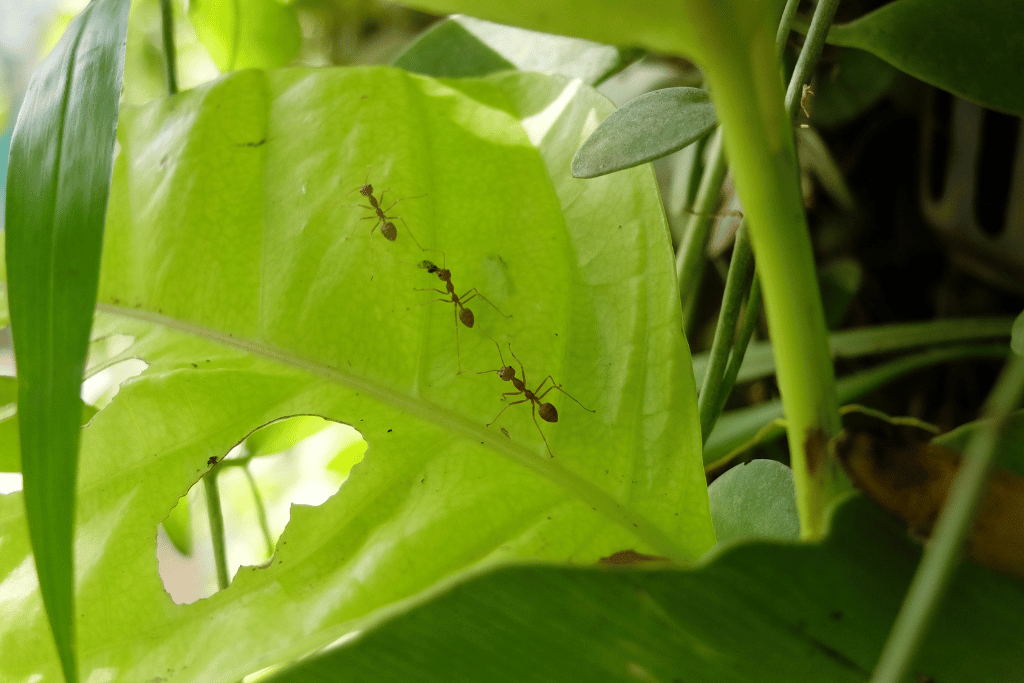 Neem Oil Kill Ants on Plants