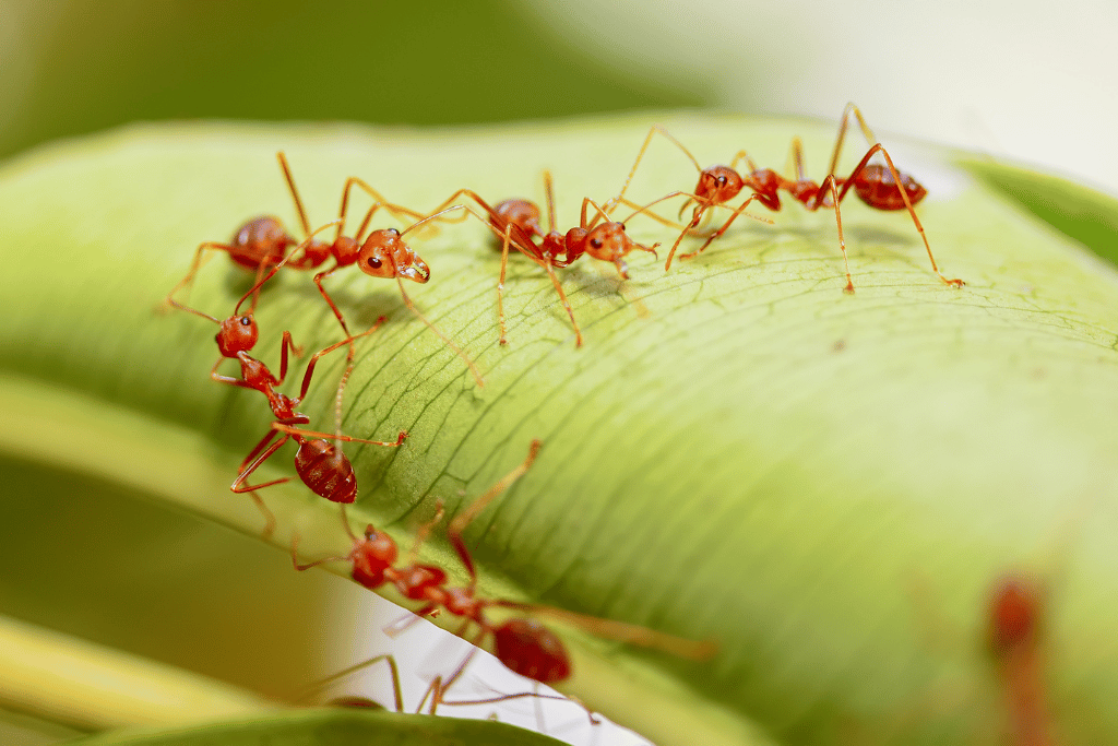 Neem Oil Kill Fire Ants