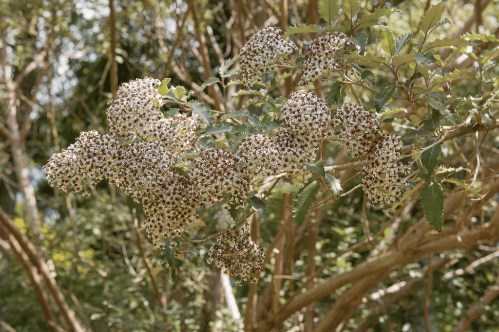 Olearia macrodonta