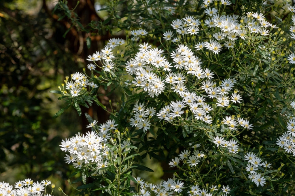 Olearia