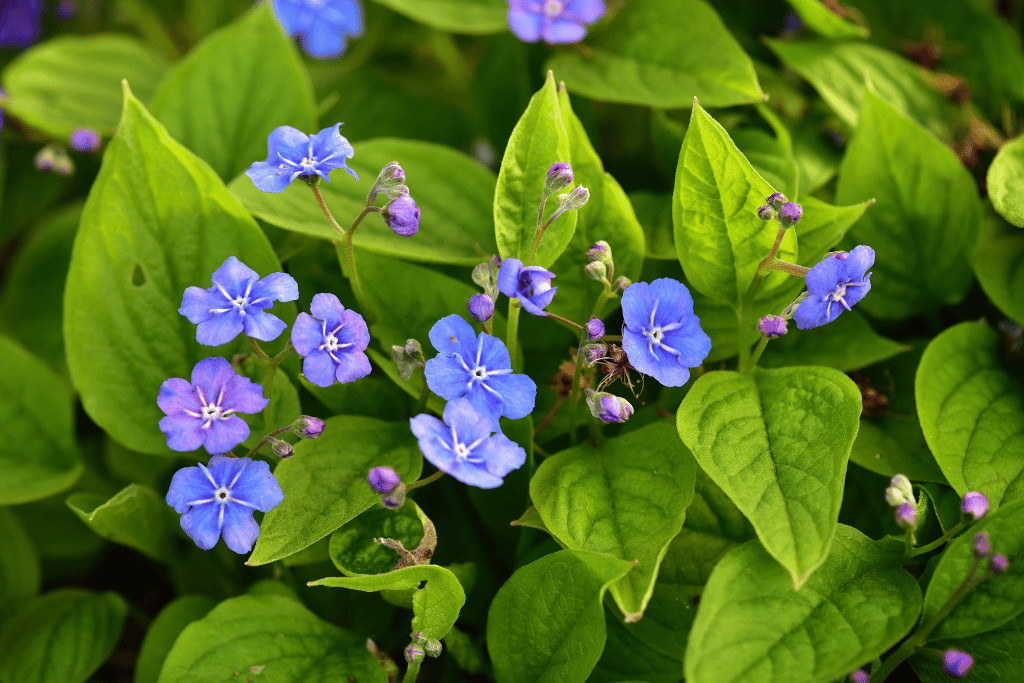 Omphalodes