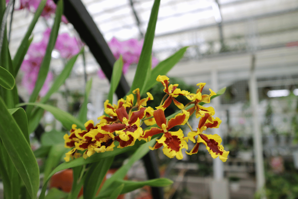 Oncidium