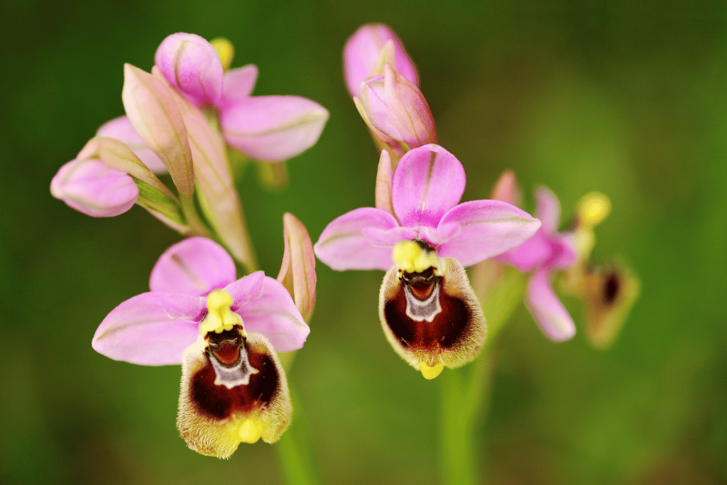 Ophrys