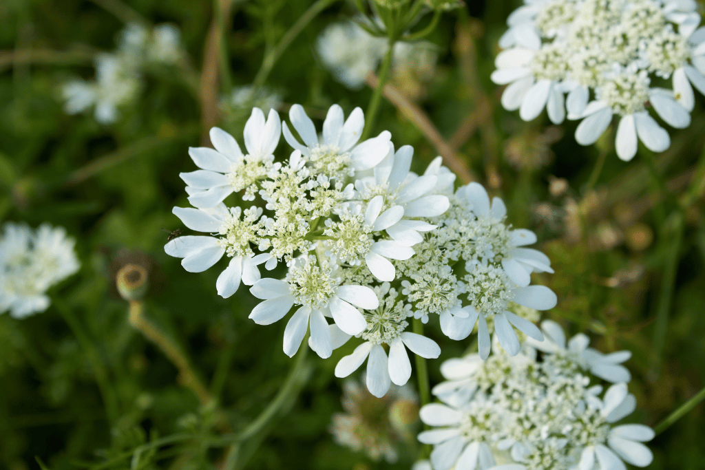 Orlaya grandiflora