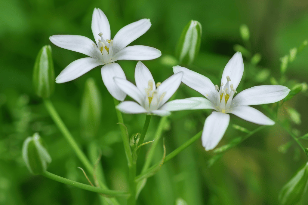 Ornithogalum