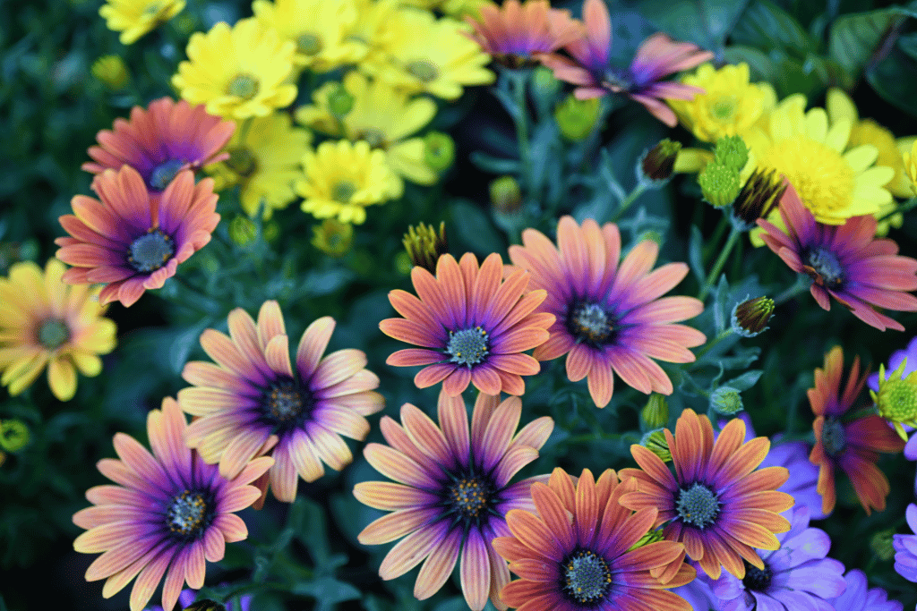 Osteospermum