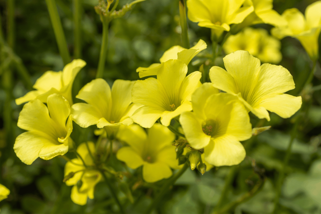 Oxalis