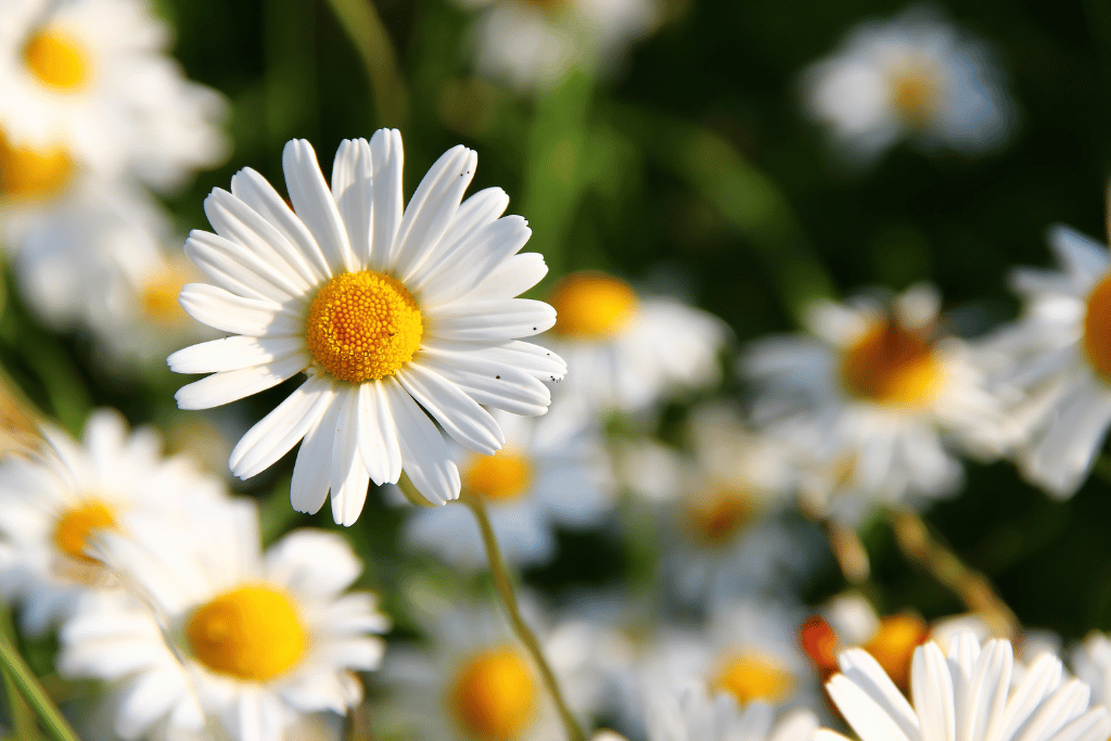 Oxeye daisy