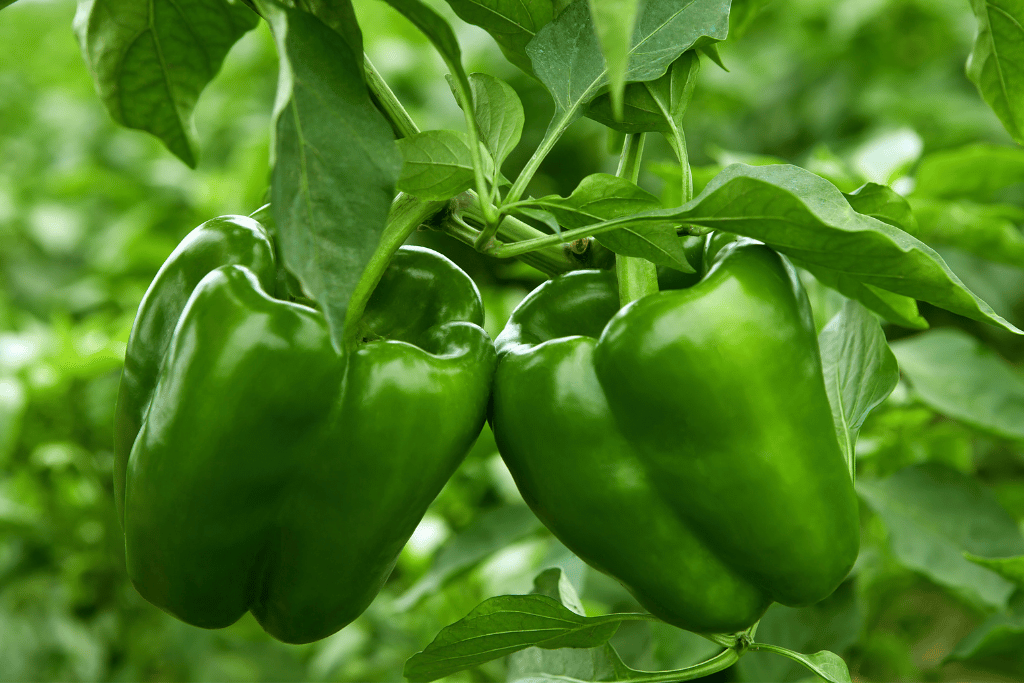 Peppers are Ready to Pick