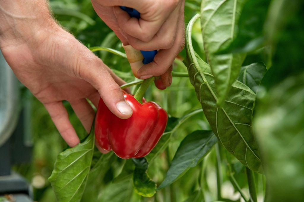 Pick Ripe Bell Peppers