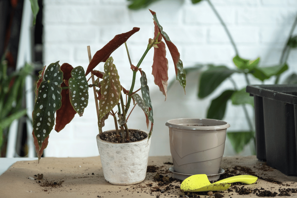 Potting Begonia Maculata