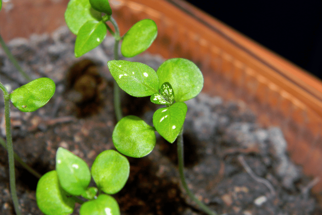 Seed Propagation