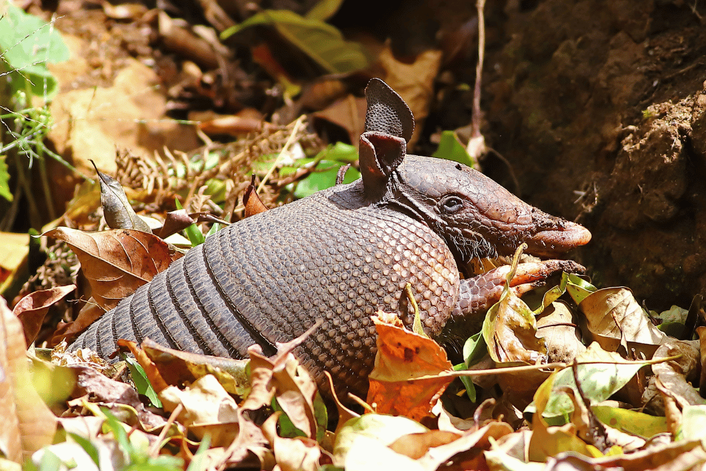 Target Armadillo Hotspots