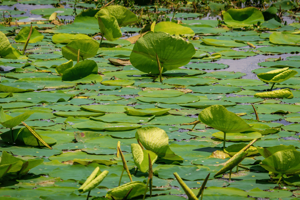 Underwater Lily Pad Roots