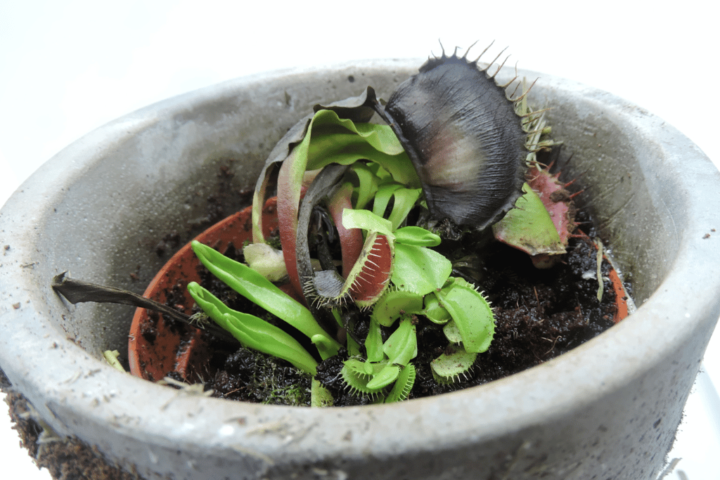 Venus Fly Trap Turning Black