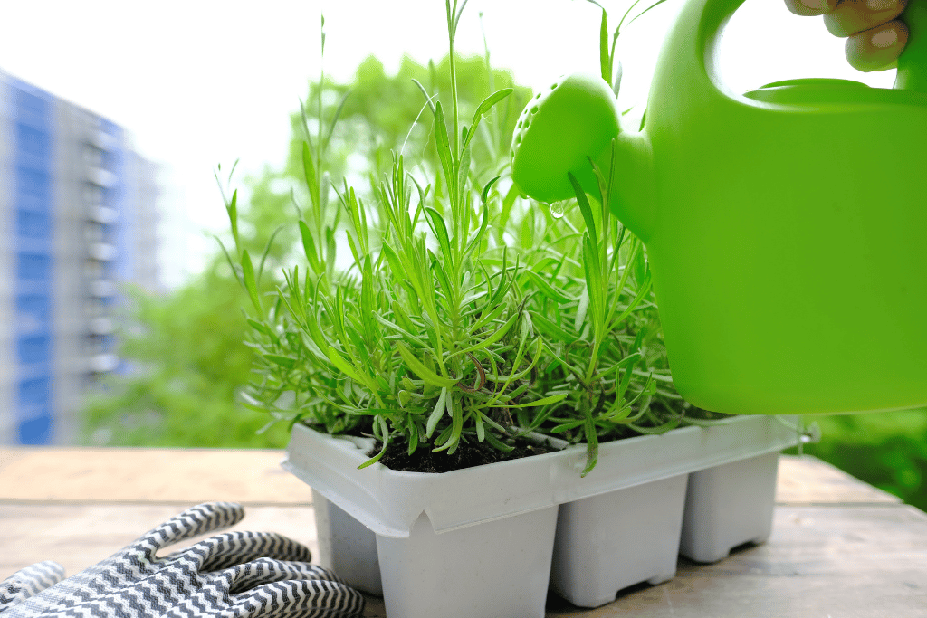 Watering Lavender