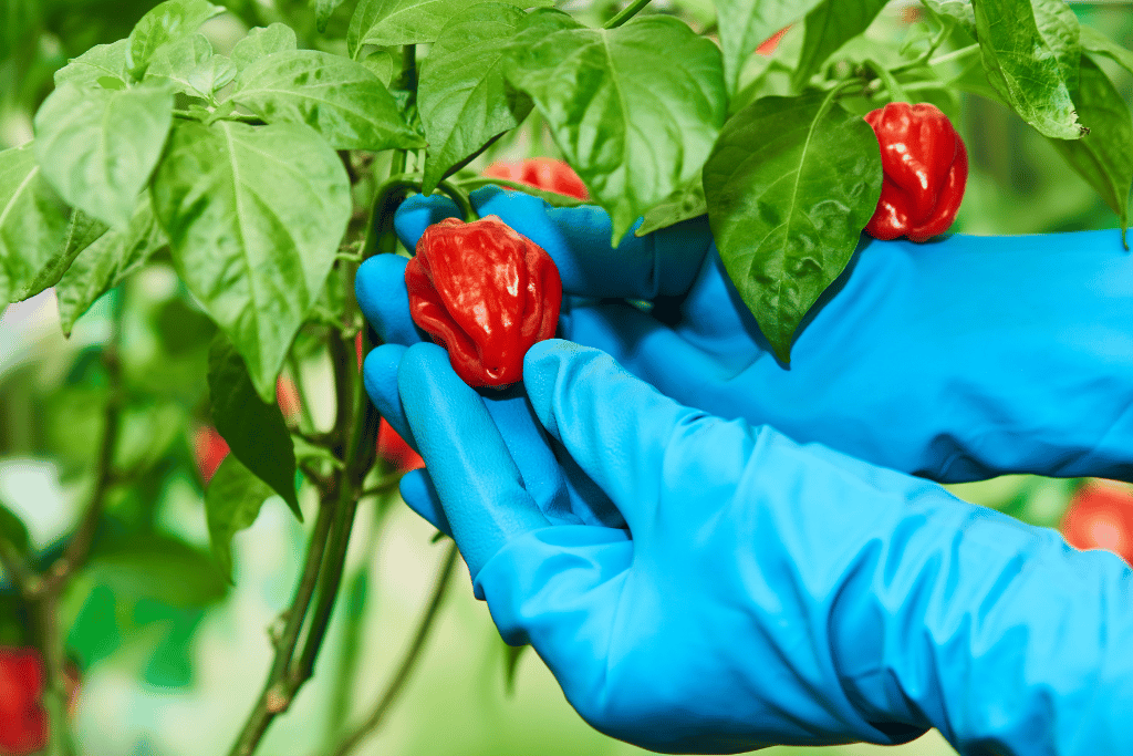 When To Pick Habaneros