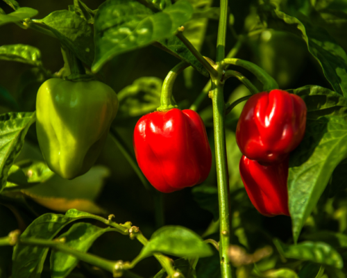 when to pick habaneros