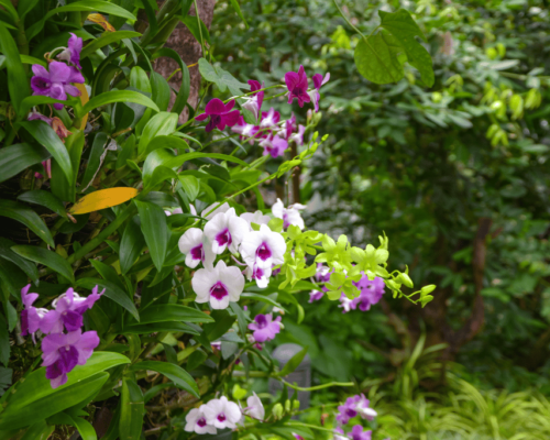 orchids in the wild