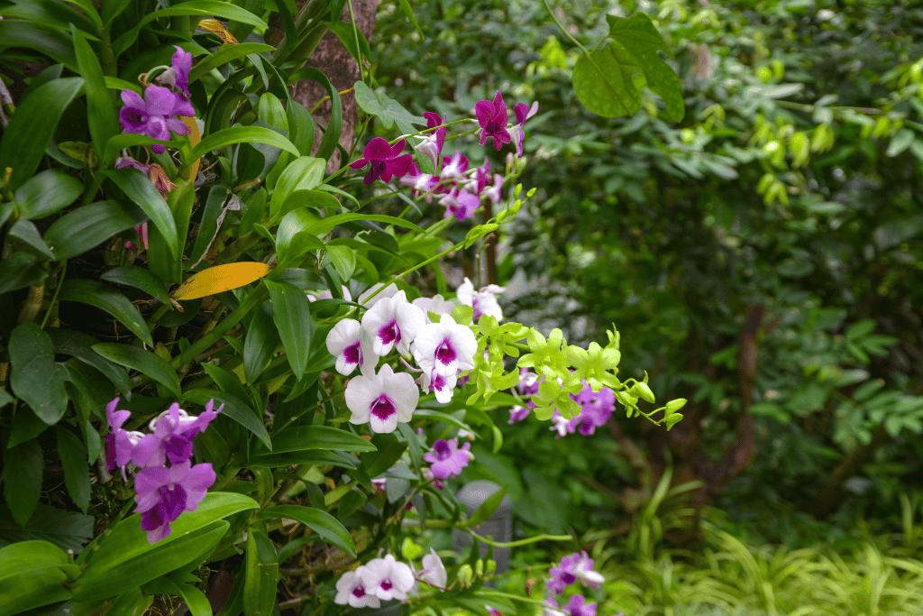 orchids in the wild