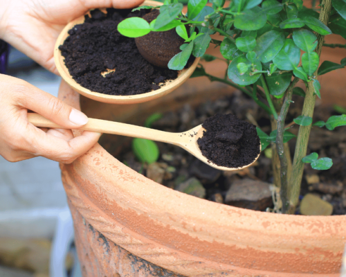 are coffee grounds good for plants