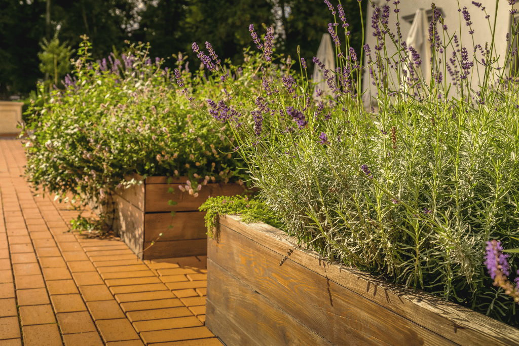 How often to water lavender in raised beds