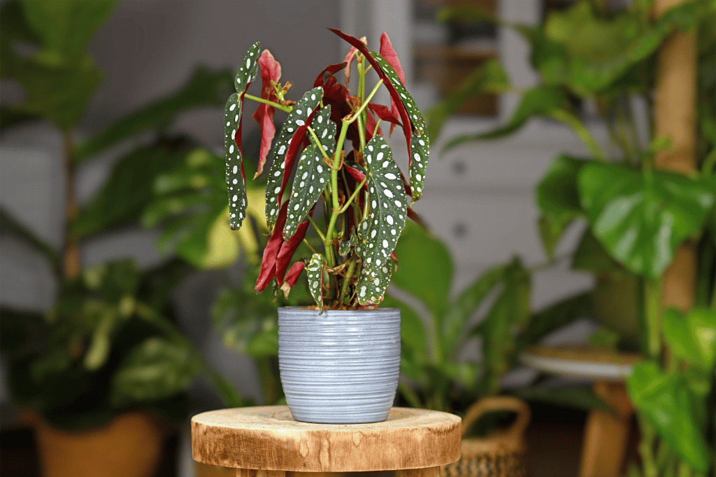 begonia maculata care