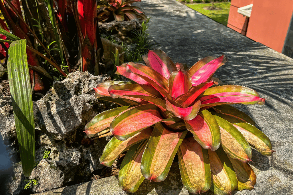 bromeliad