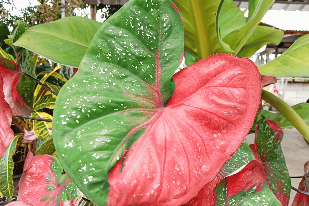 caladium