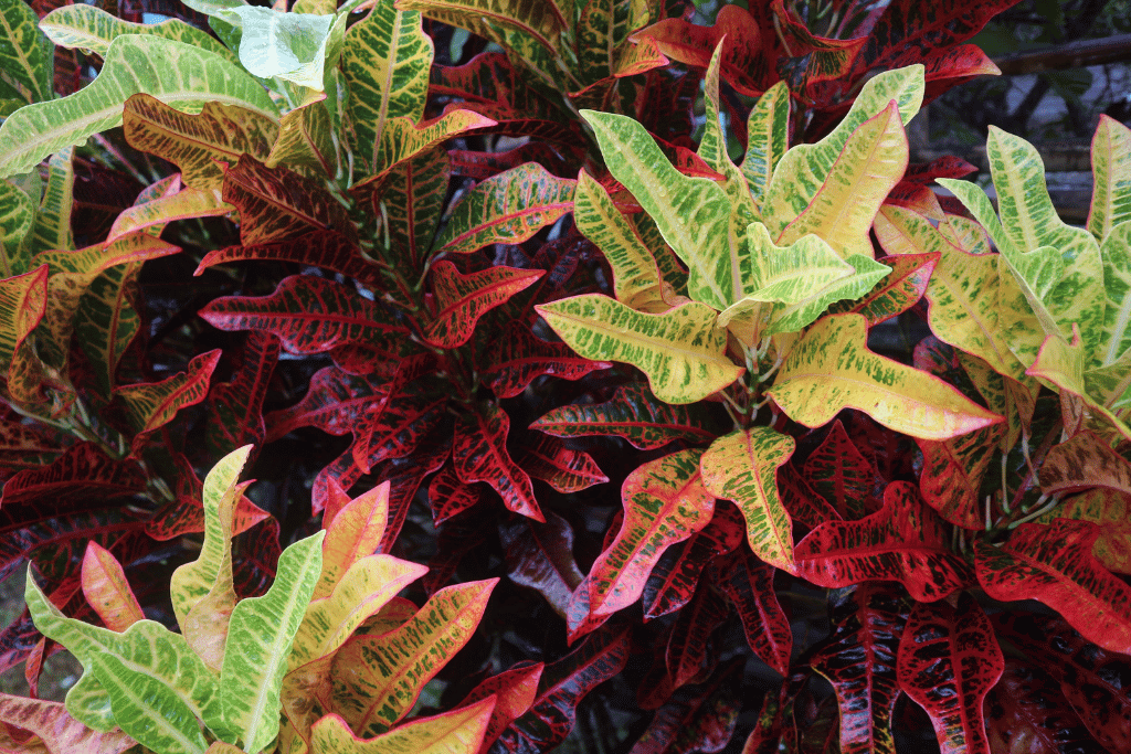 house plant with red and green leaves