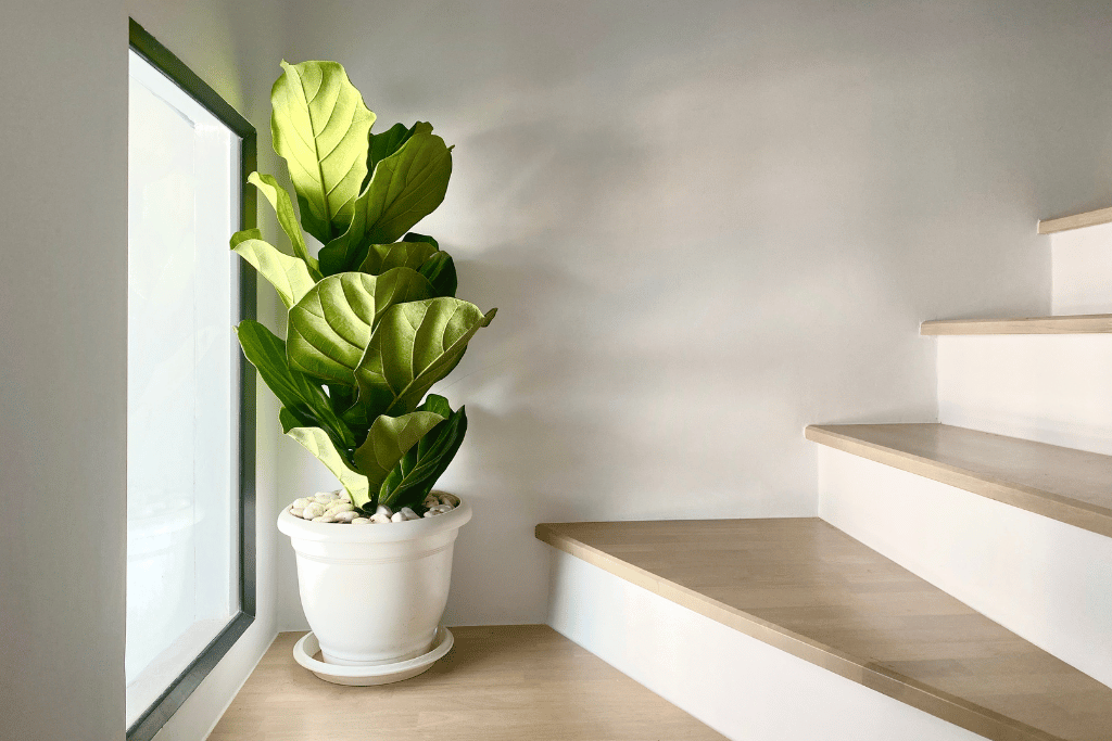 fiddle leaf fig care