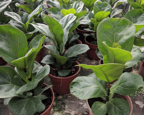 fiddle leaf fig leaves turning brown