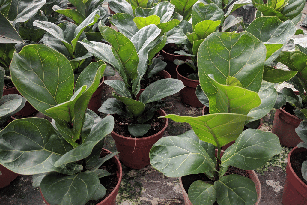 fiddle leaf fig leaves turning brown