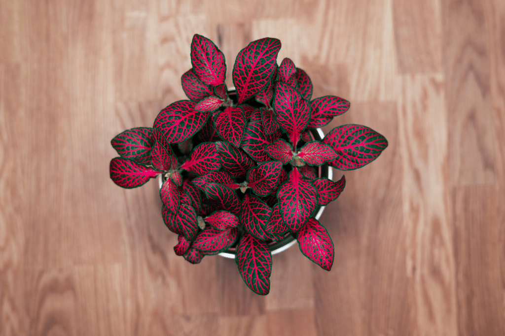 fittonia