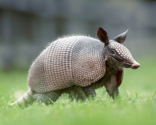 how to use vinegar to get rid of armadillos