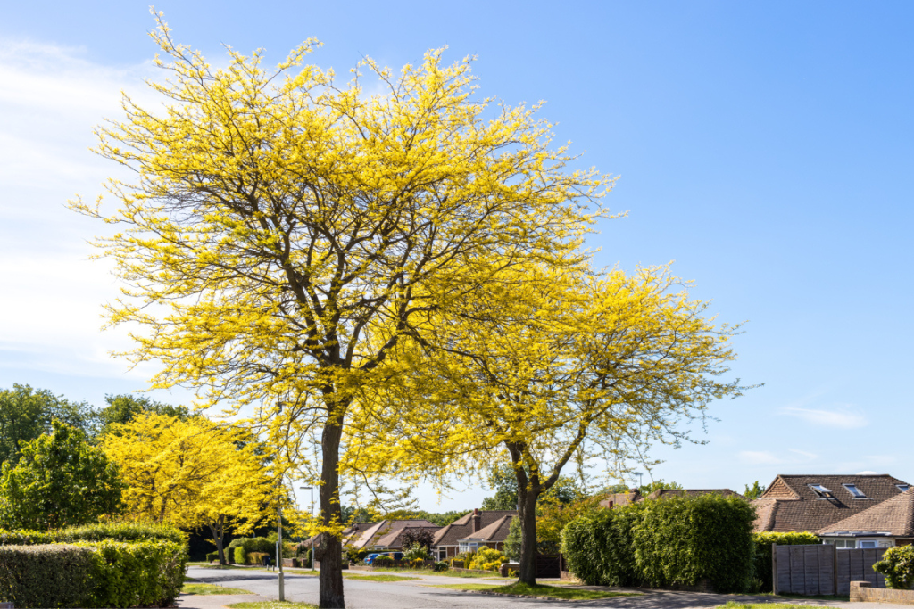 honey locust