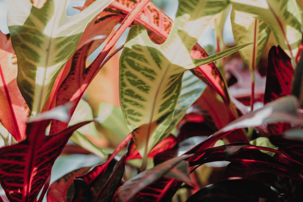 house plant with red and green leaves