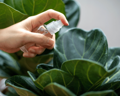 how often to water fiddle leaf fig