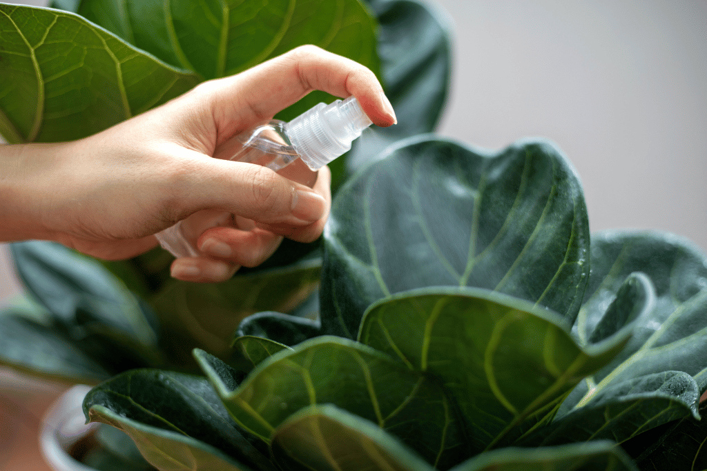 how often to water fiddle leaf fig