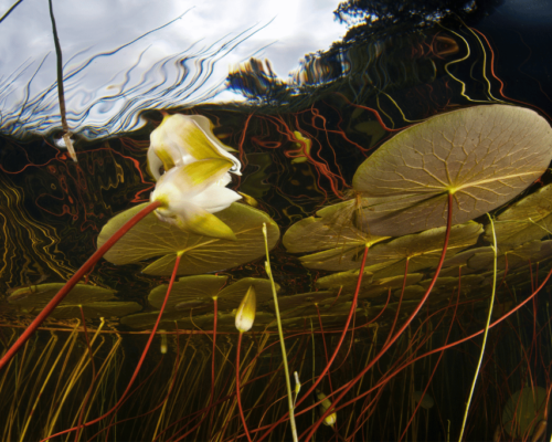 lily pad roots