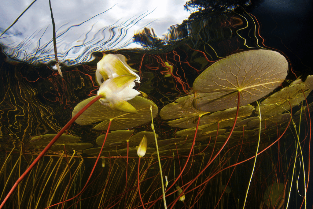 lily pad roots