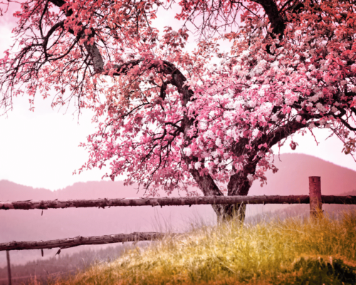 Tree with pink leaves