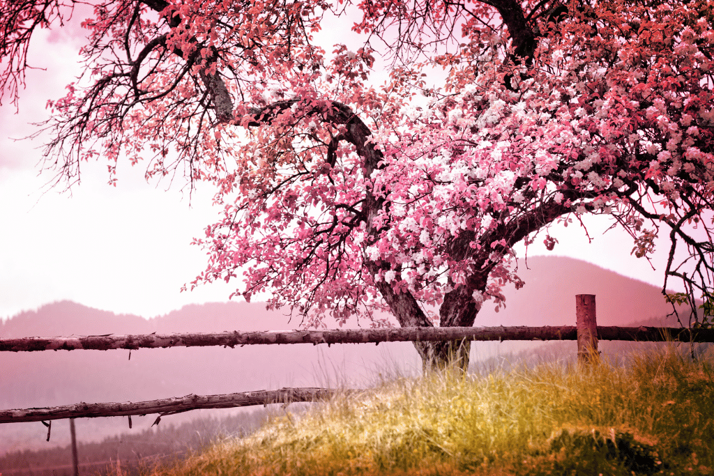 Tree with pink leaves