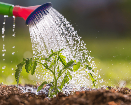 over watered tomato plant