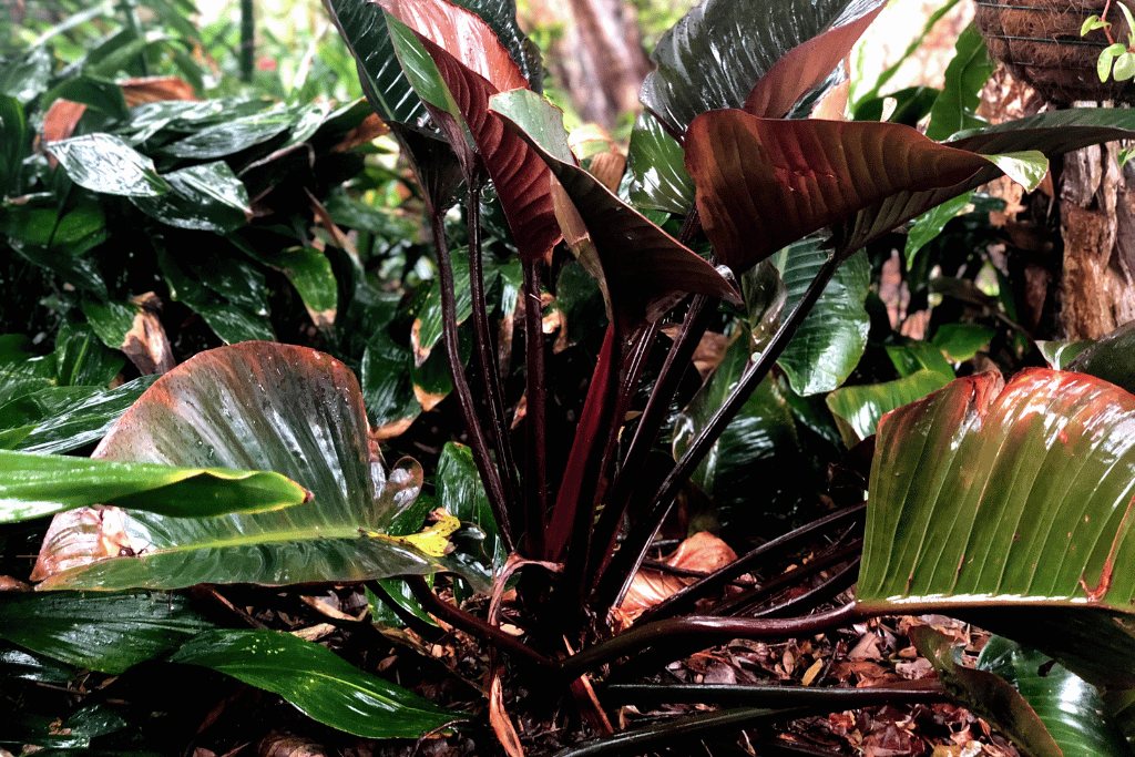 rubber plant