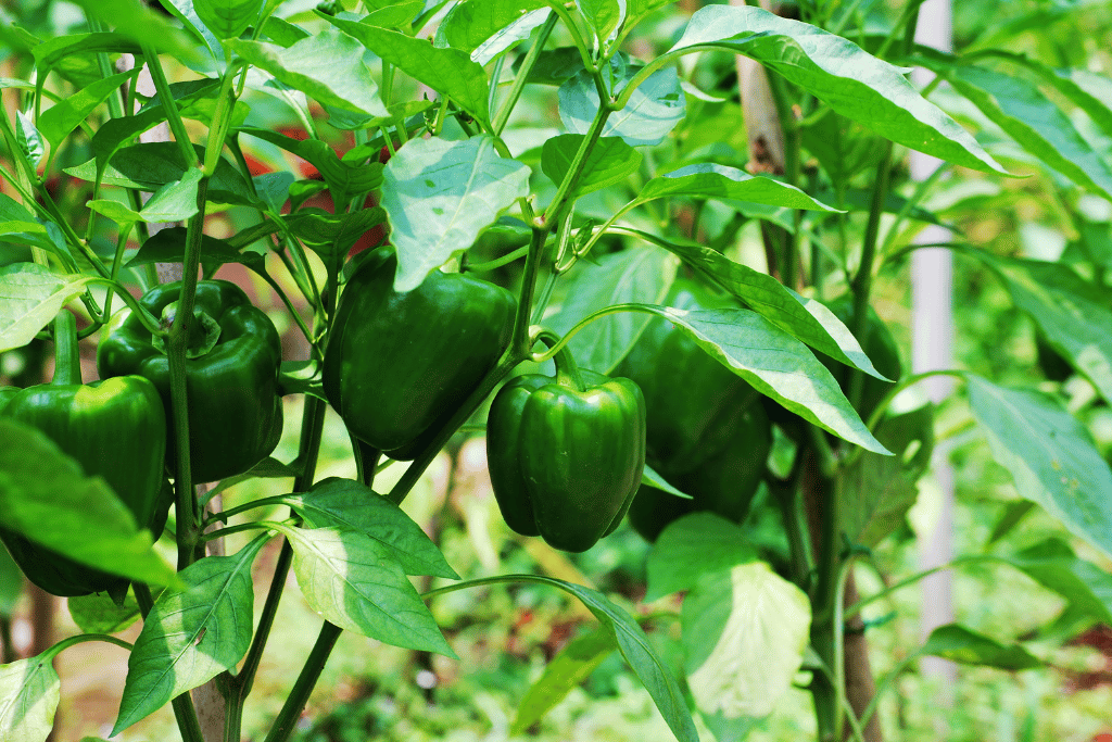 pick green bell peppers