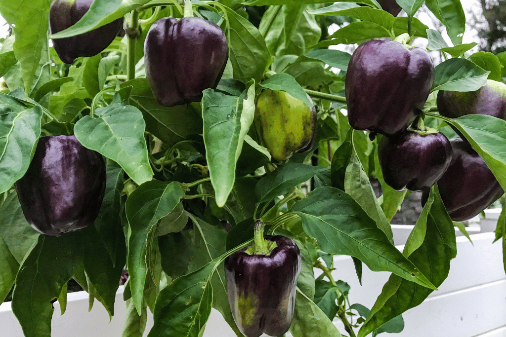 pick purple bell peppers